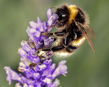 The Worker Bee Image